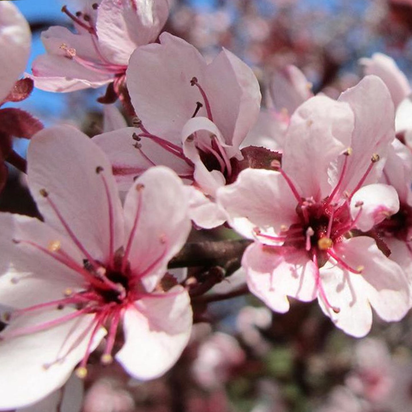 Prunus Cistena Patio Tree