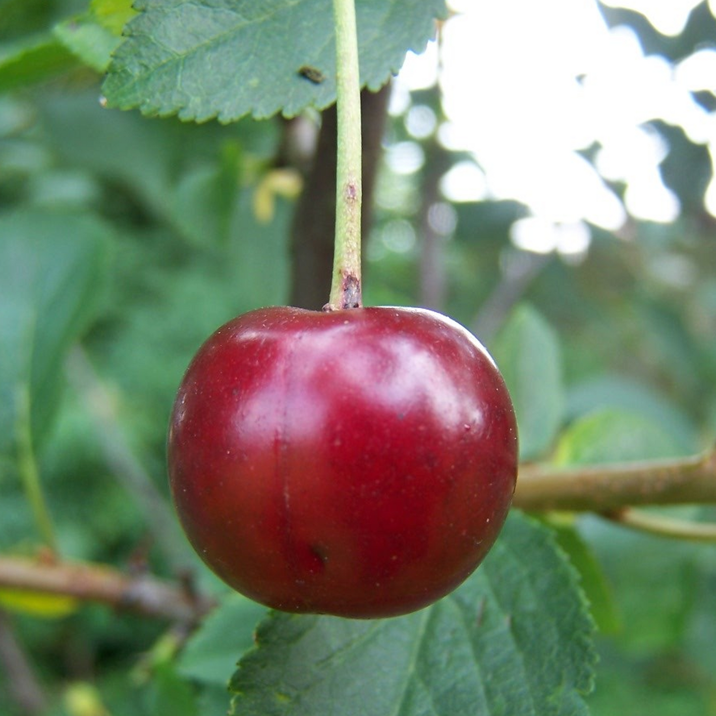 Cherry Morello (12L, 4-5ft)