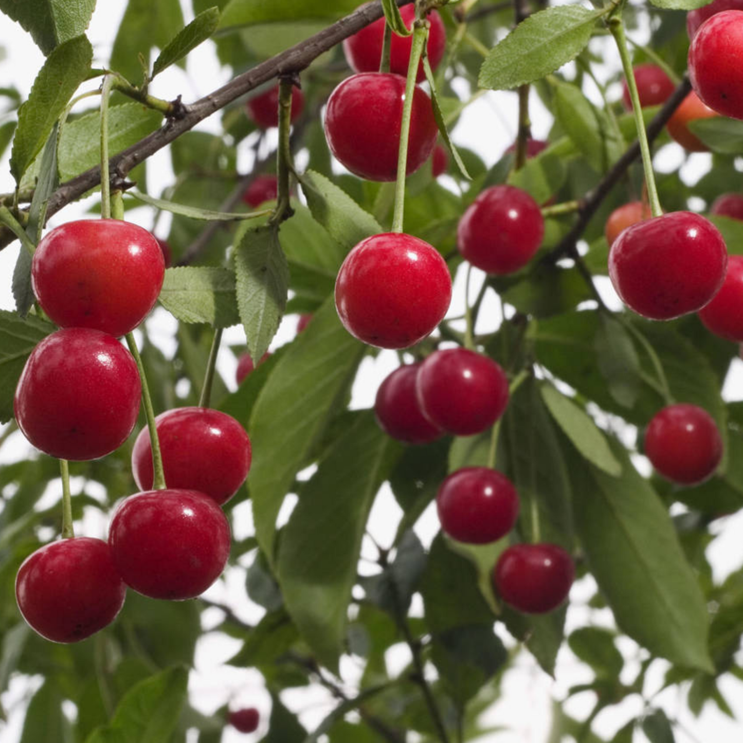 Cherry Morello (12L, 4-5ft)