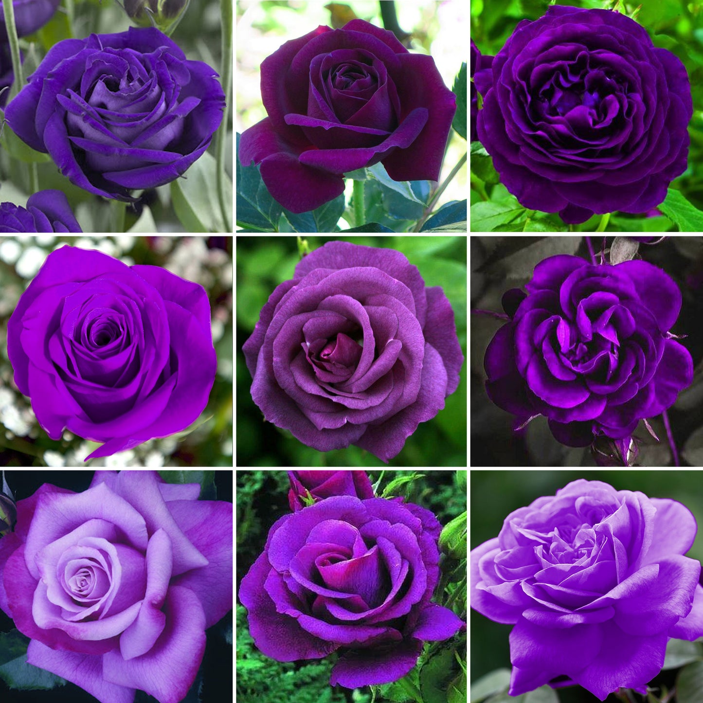 Potted Rose by Colour (Various Colours)