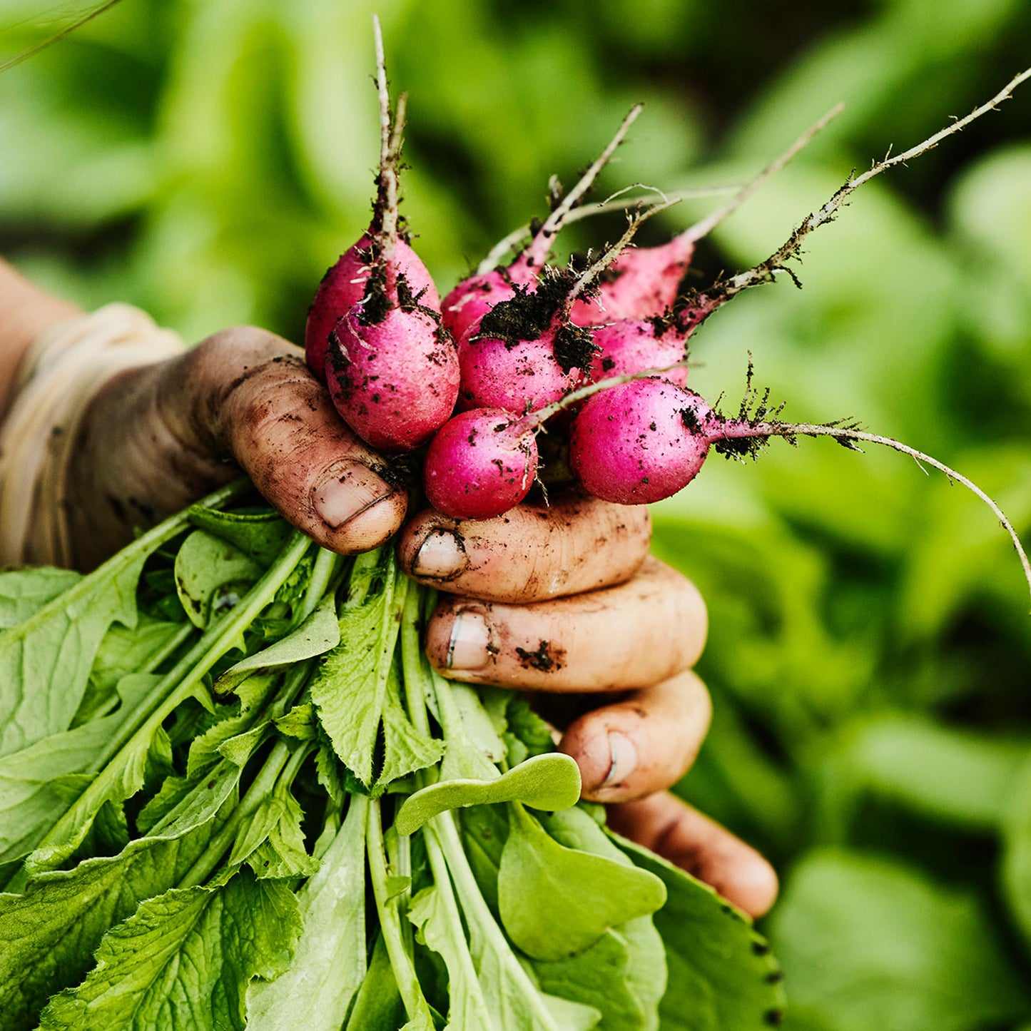 Vegetable - Radish