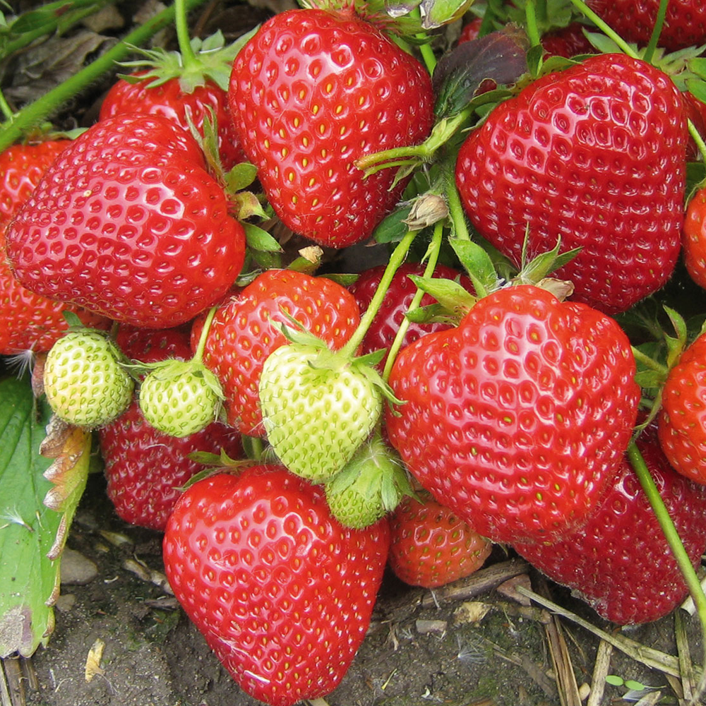 Strawberry Red Gauntlet (Bare Root, 5-25 Plants)