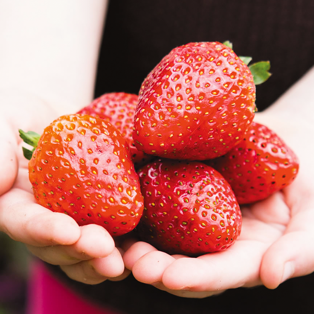 Strawberry Red Gauntlet (Bare Root, 5-25 Plants)