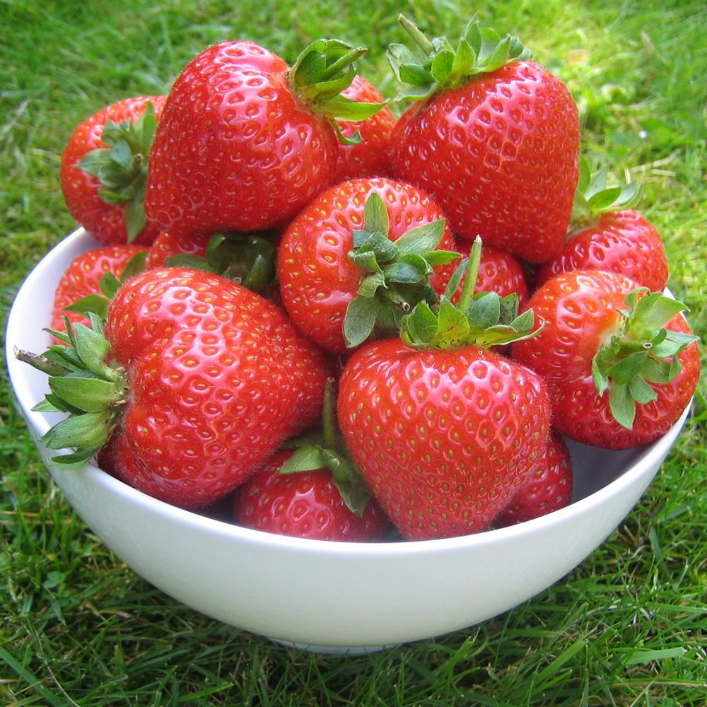 Strawberry Red Gauntlet (Bare Root, 5-25 Plants)