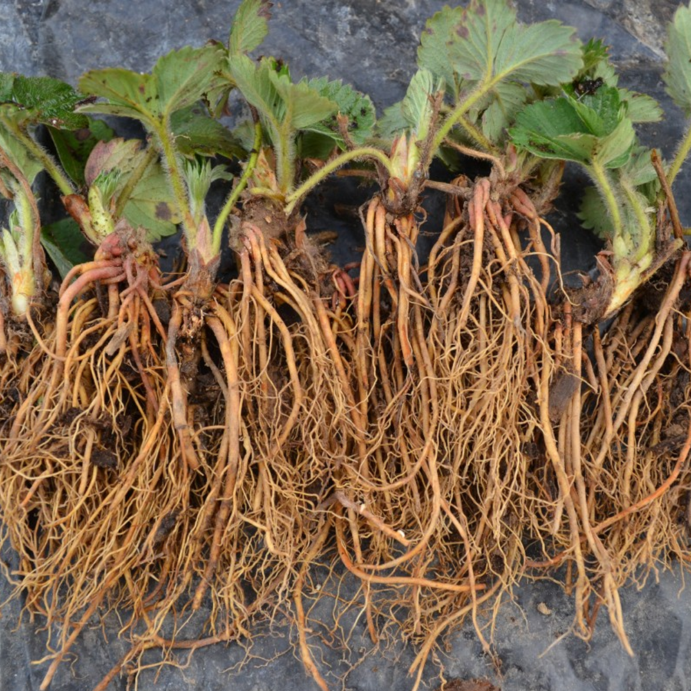 Strawberry Red Gauntlet (Bare Root, 5-25 Plants)