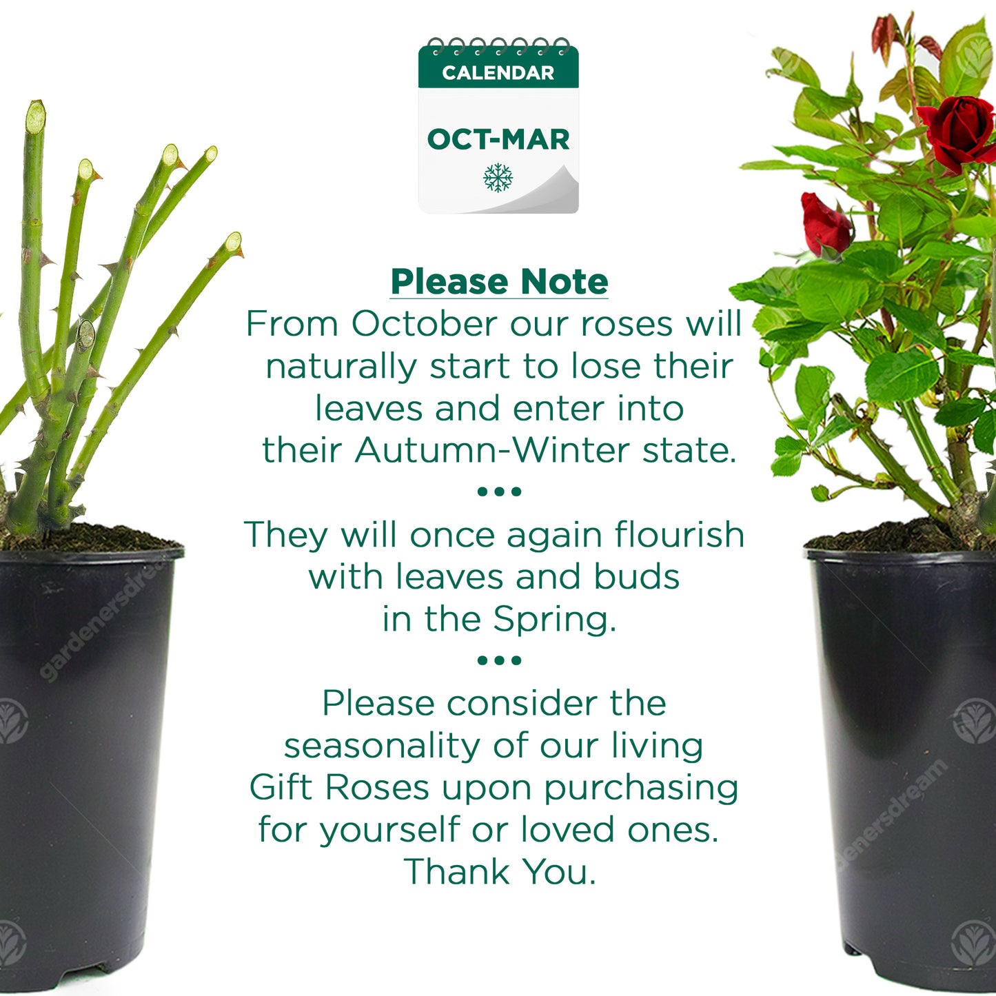 Potted Rose by Colour (Various Colours)