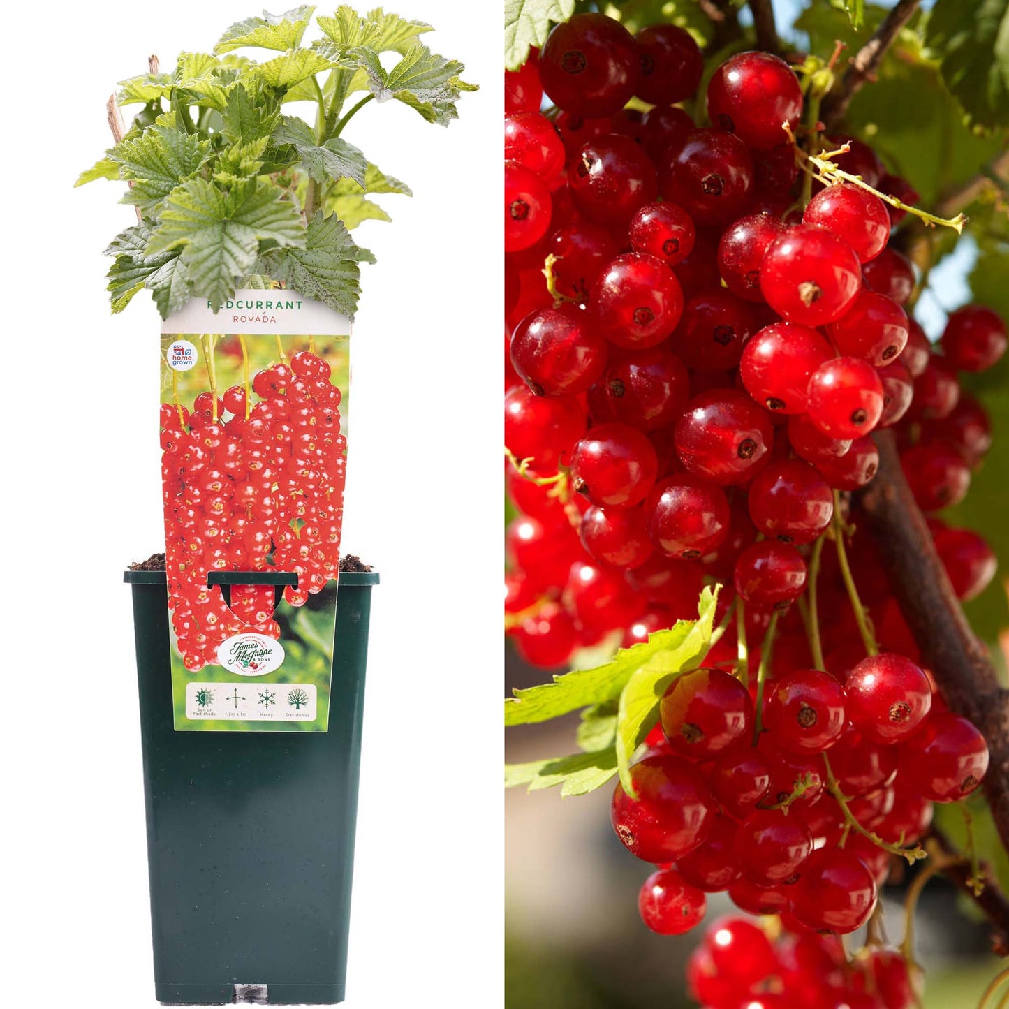 Redcurrant Rovada