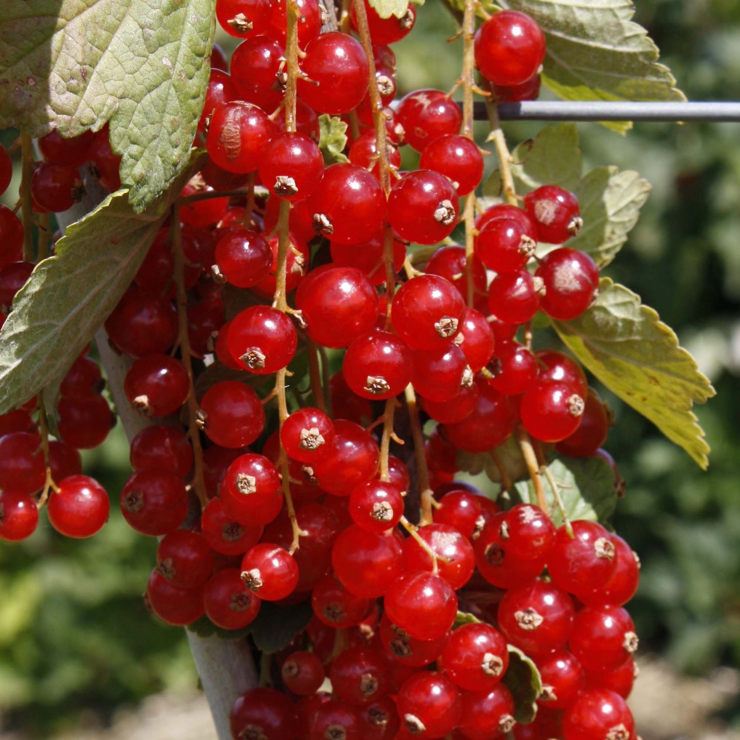 Redcurrant Rovada