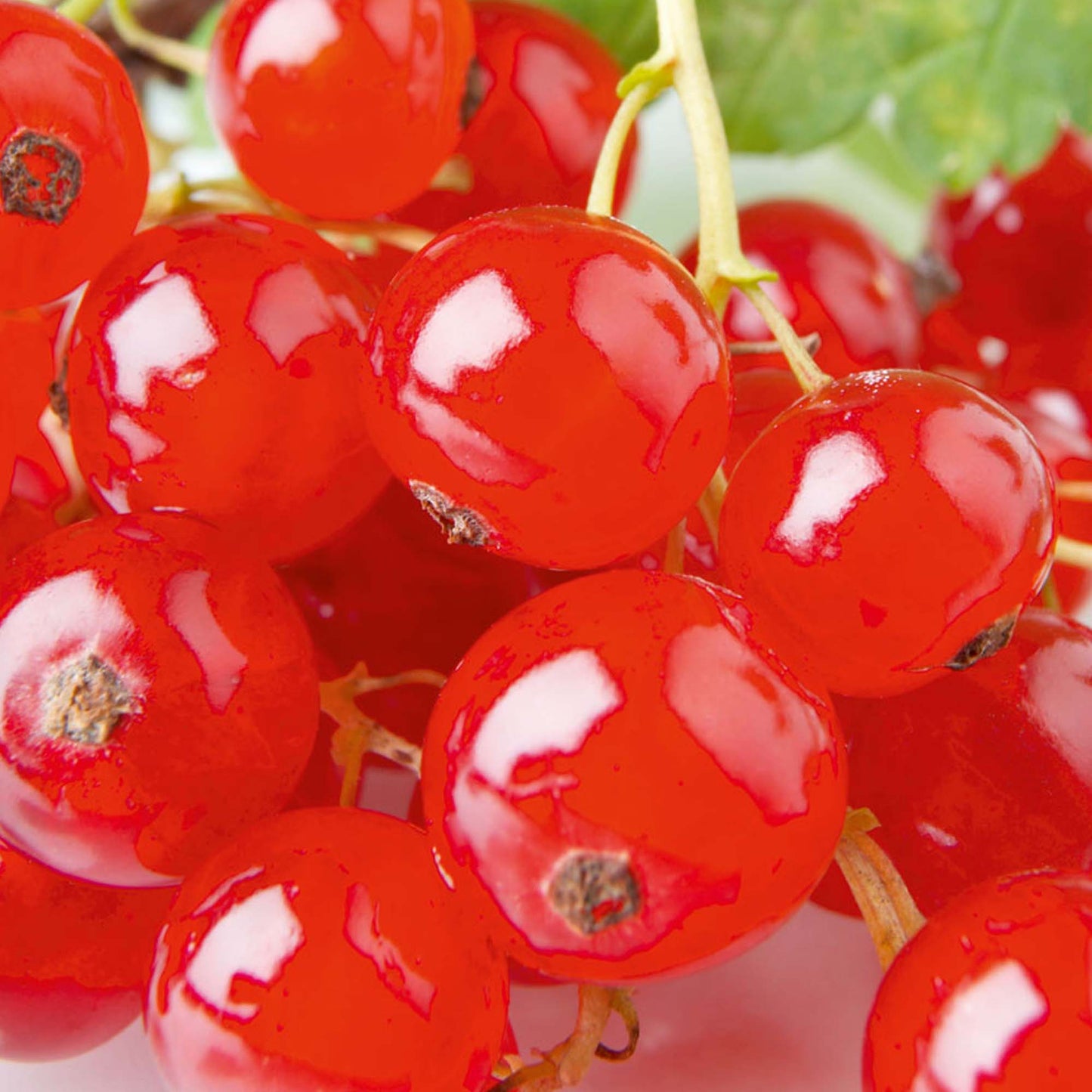 Redcurrant Rovada