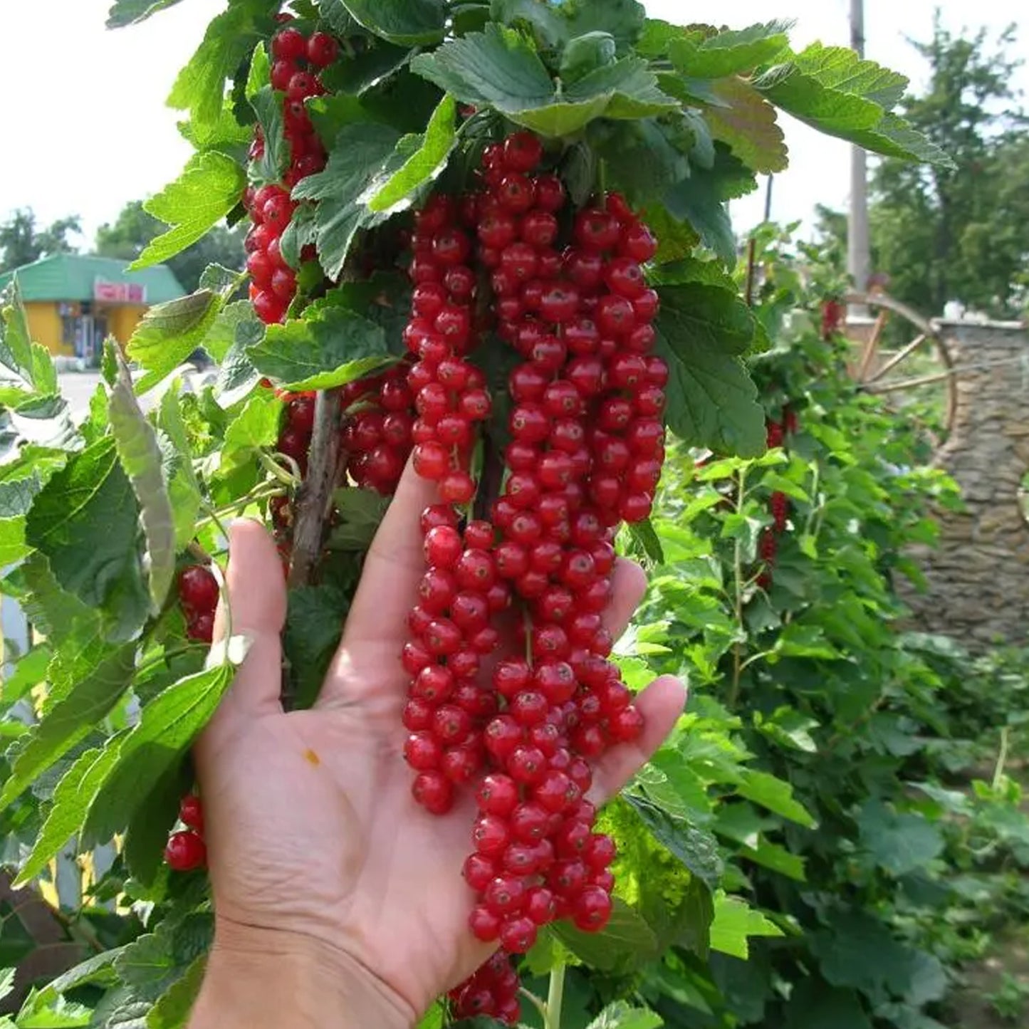 Redcurrant Augstus