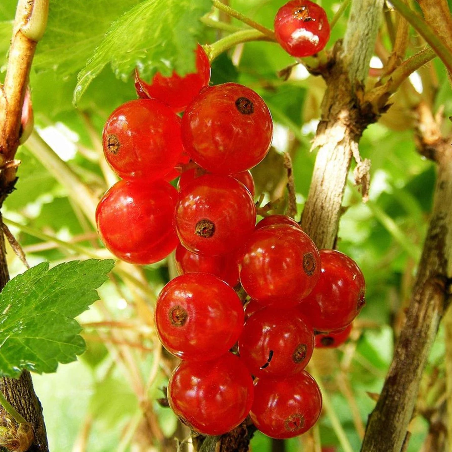 Redcurrant Rosetta