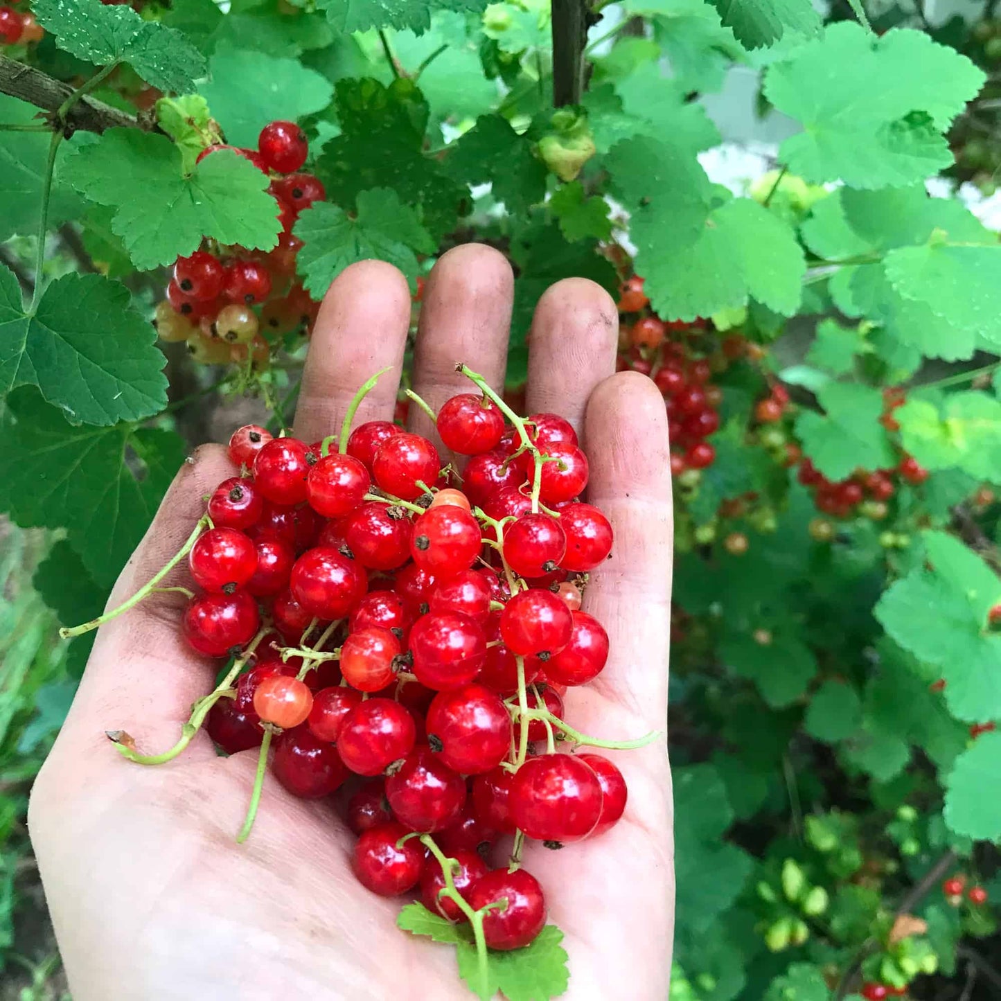 Redcurrant Rosetta