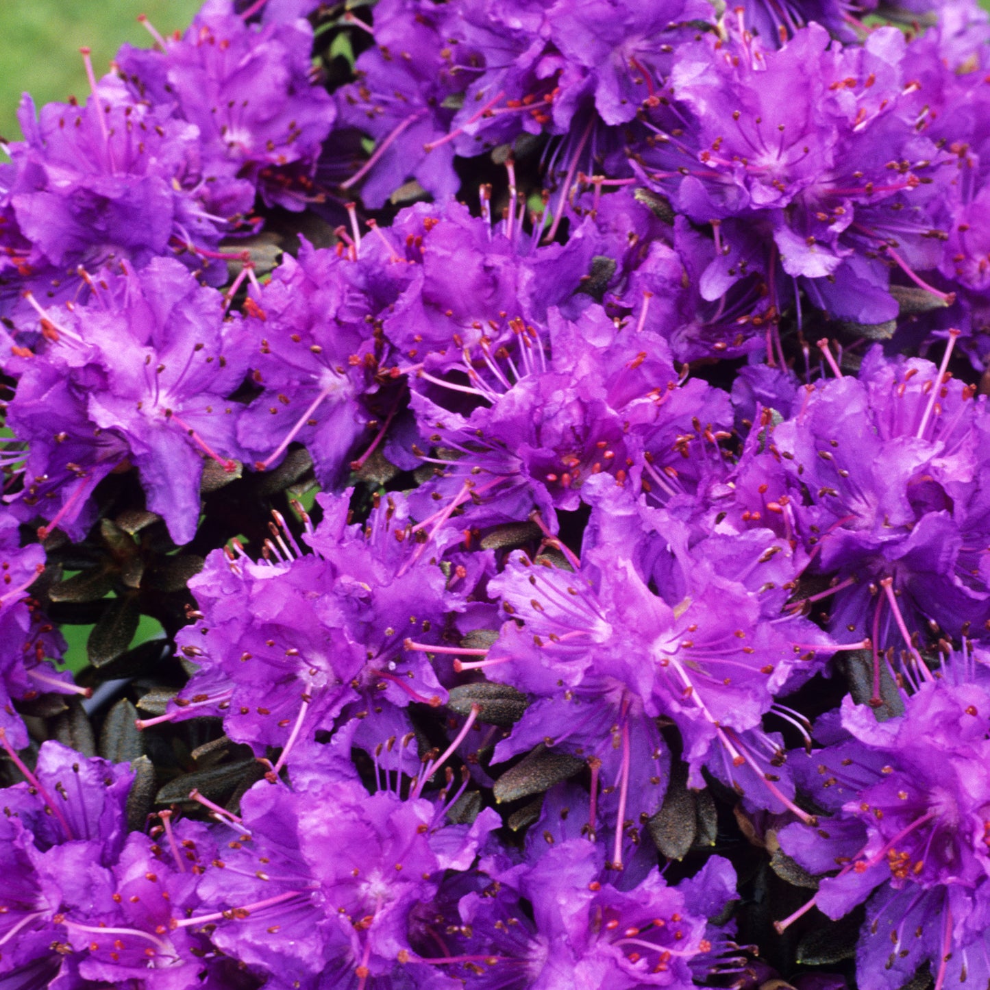 Rhododendron Azurika