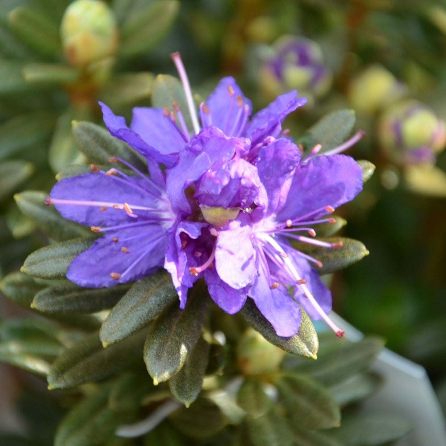 Rhododendron Azurika