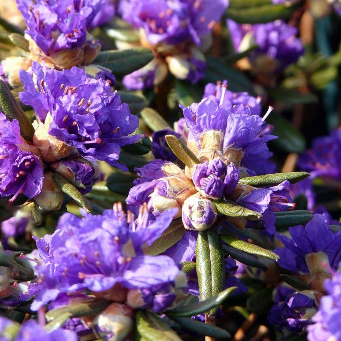 Rhododendron Azurika