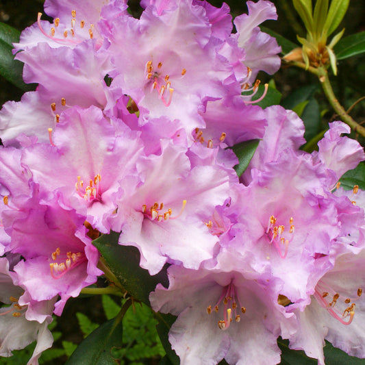 Rhododendron Caroline Allbrook