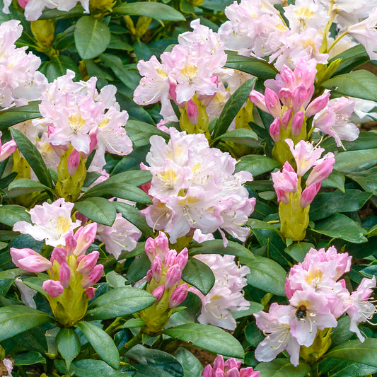 Rhododendron Percy Wiseman