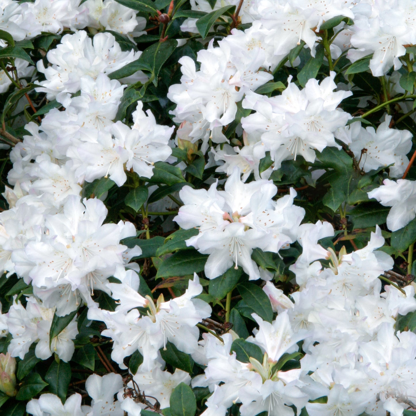 Rhododendron Dora Amateis