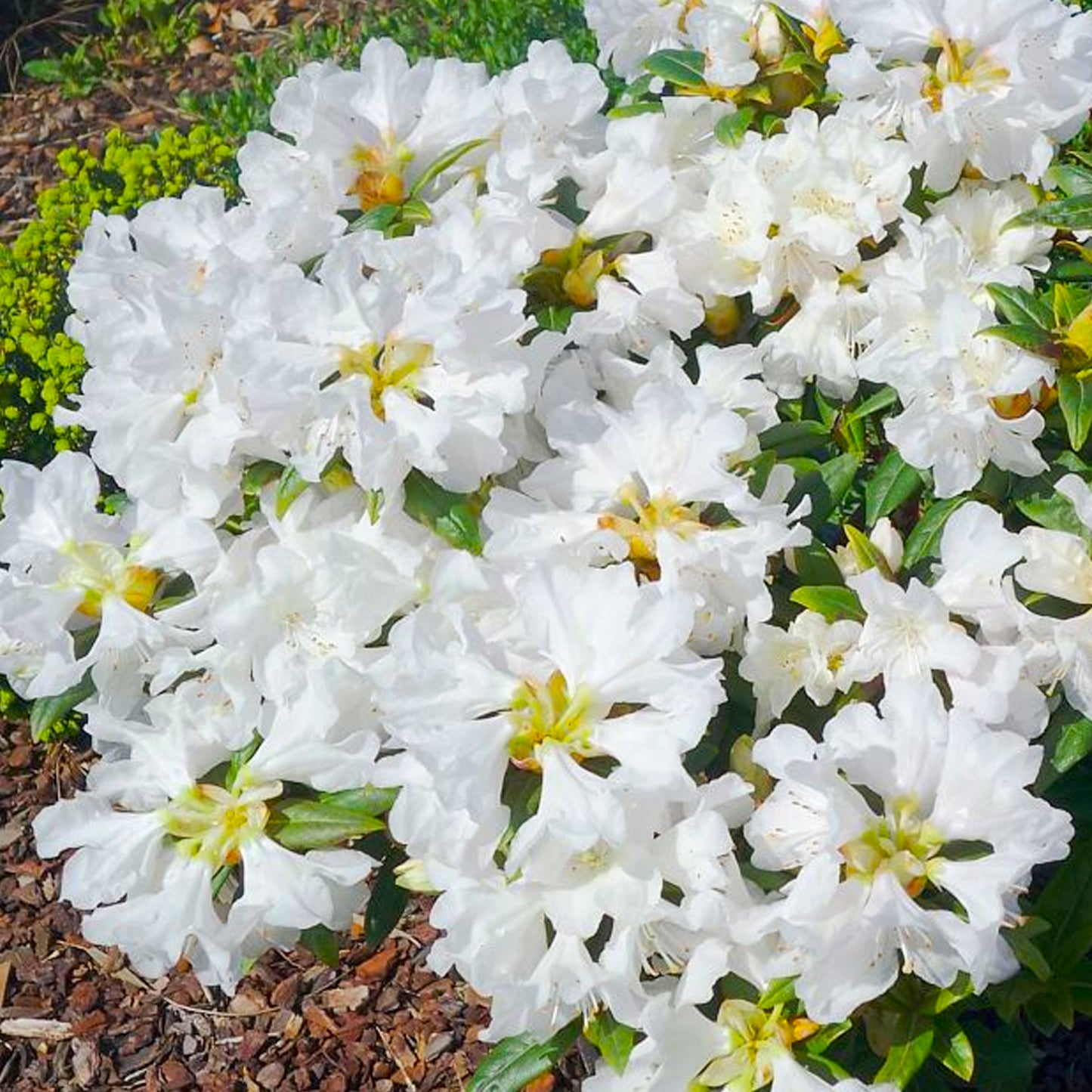 Rhododendron Dora Amateis