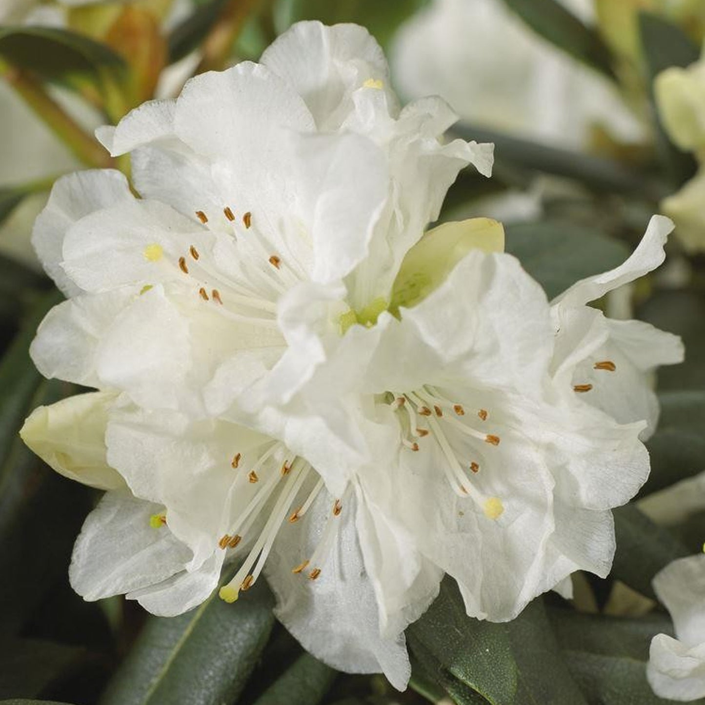 Rhododendron Dora Amateis