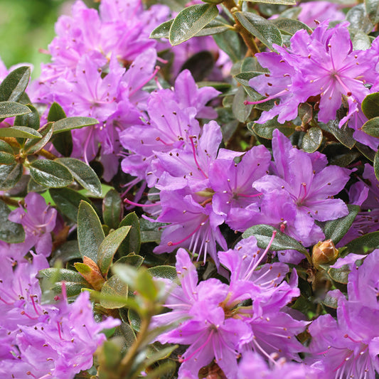 Rhododendron Moerheim