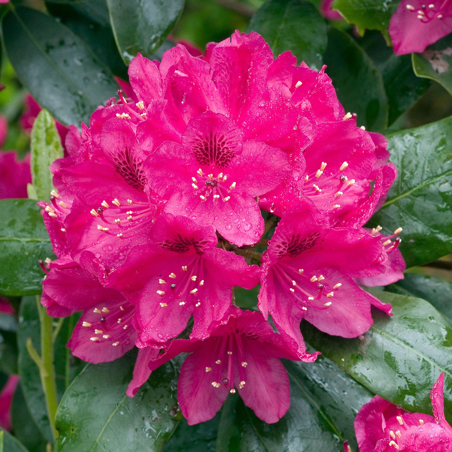 Rhododendron Nova Zembla