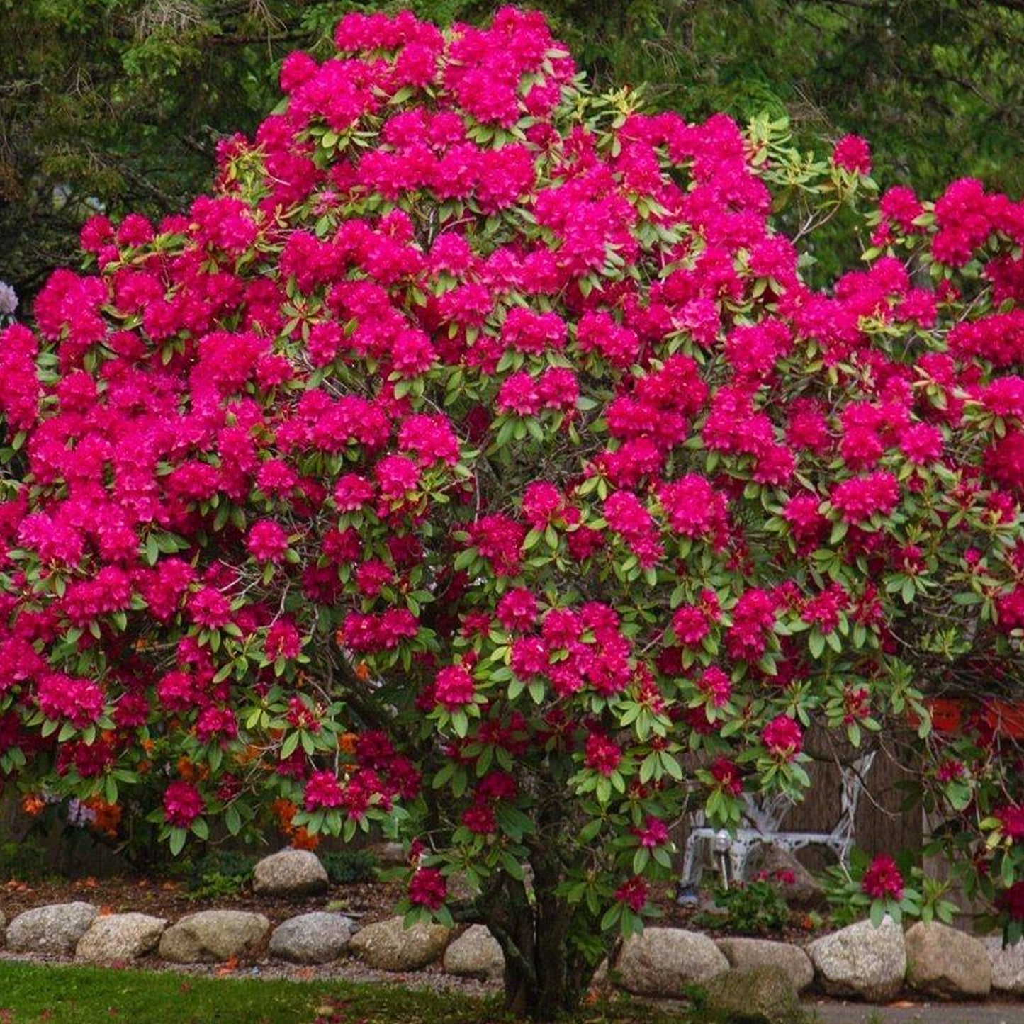 Rhododendron Nova Zembla