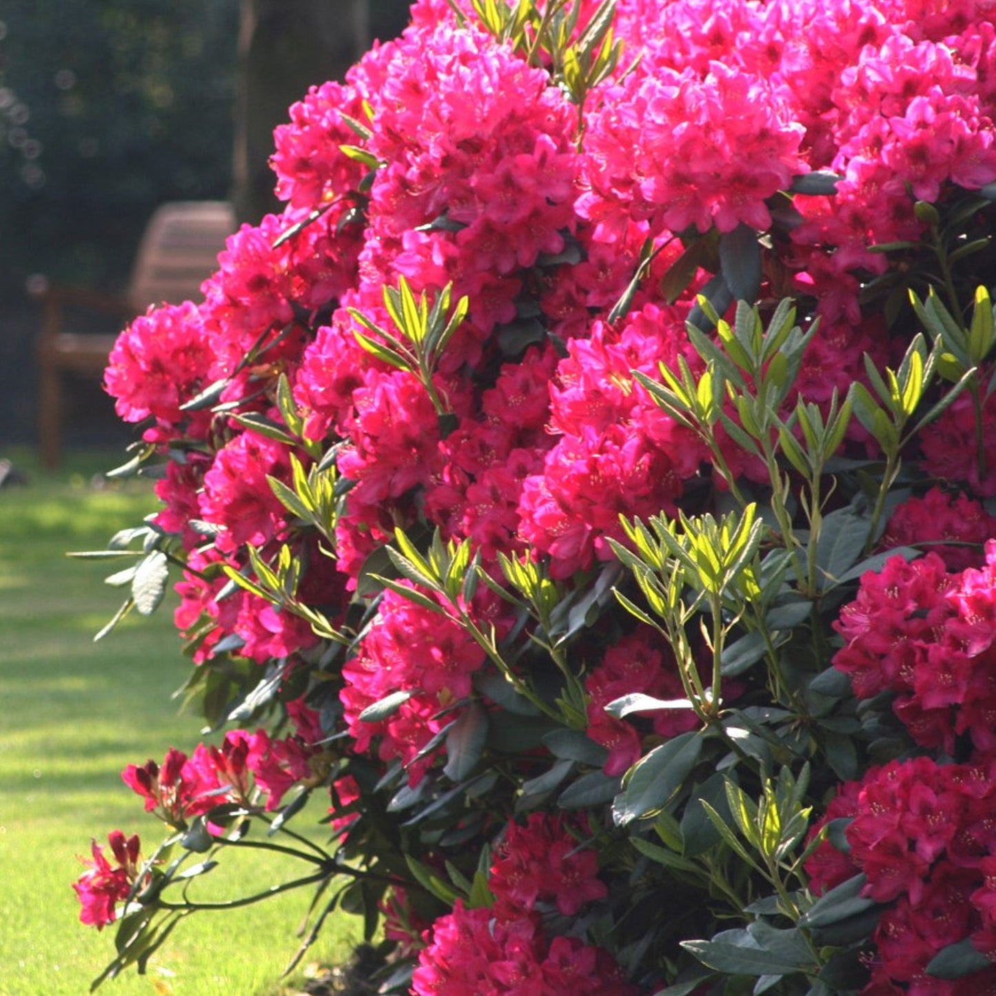 Rhododendron Nova Zembla