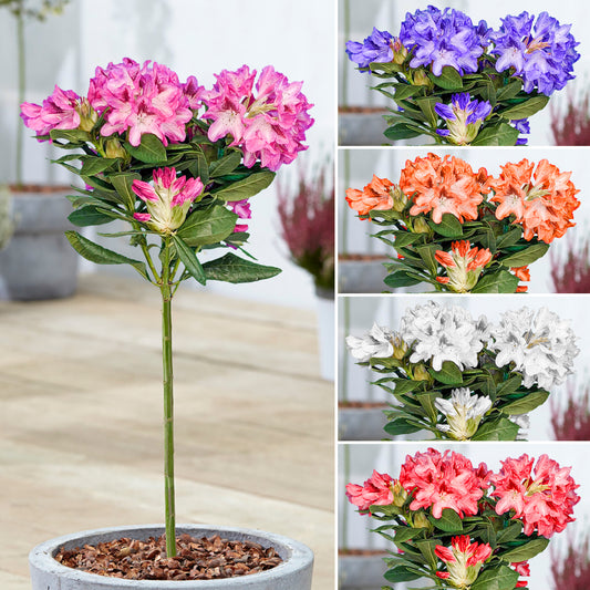 Rhododendron Lollipop Tree