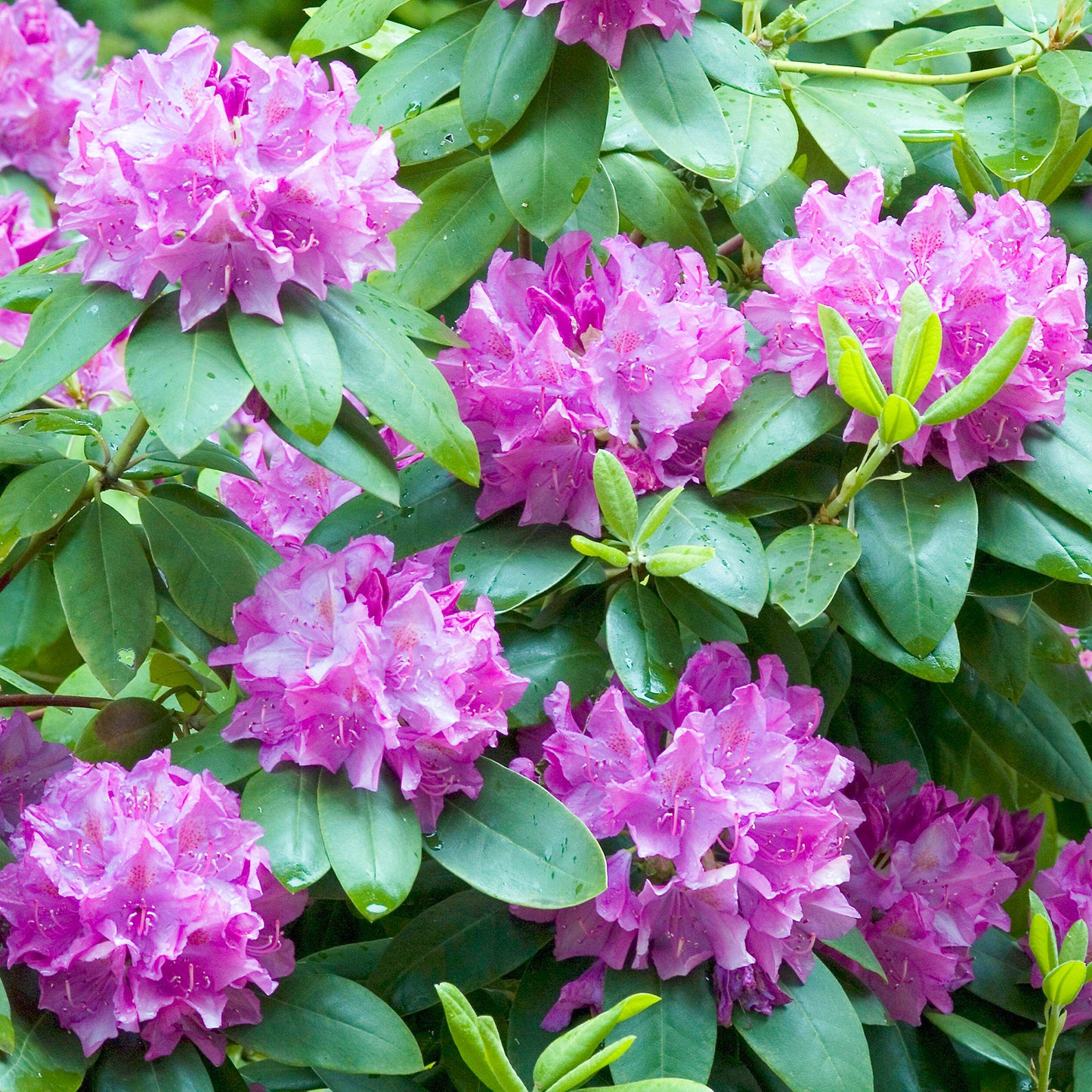 Rhododendron Roseum Elegans