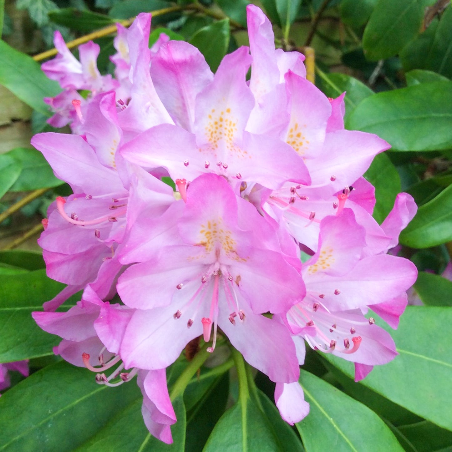 Rhododendron Roseum Elegans