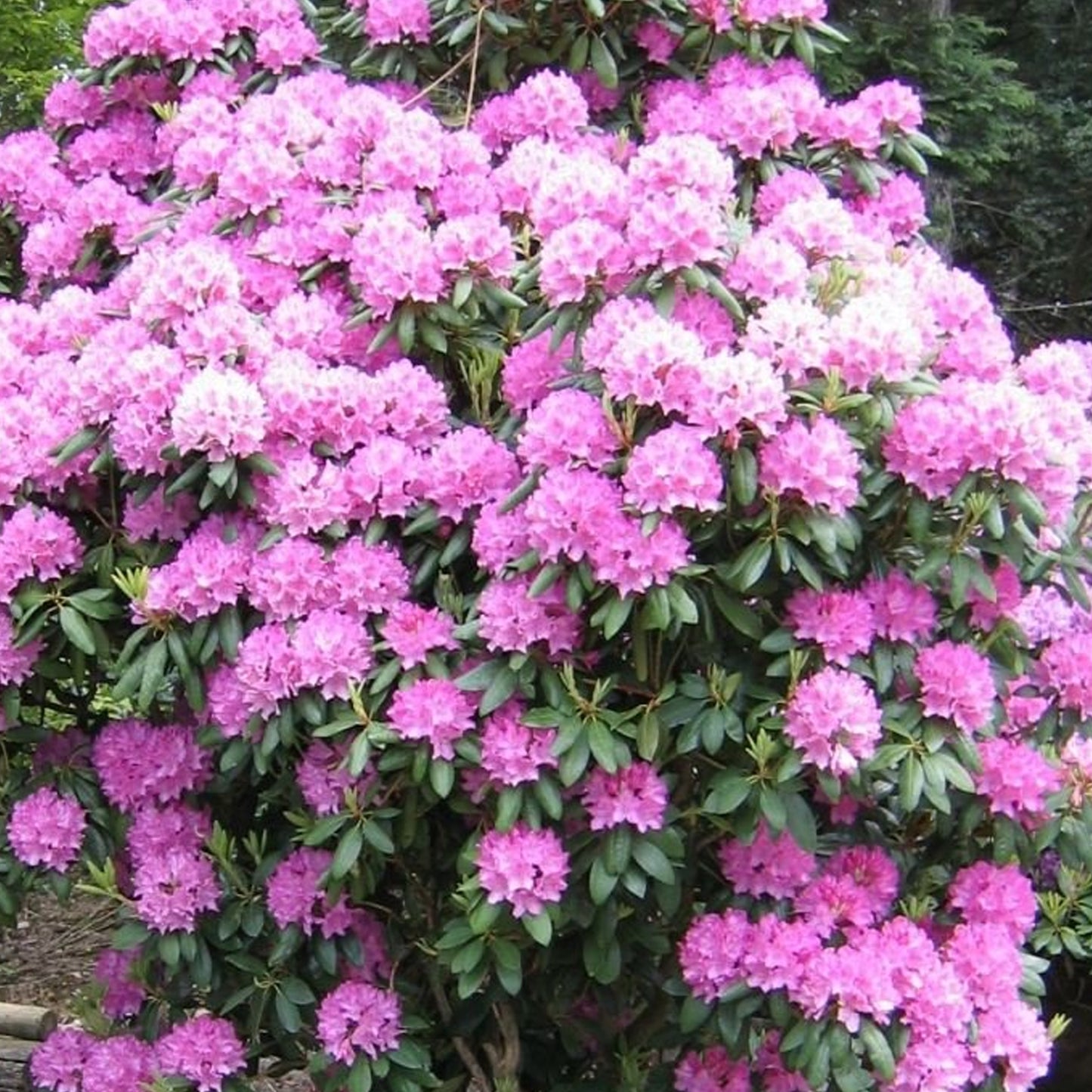 Rhododendron Roseum Elegans