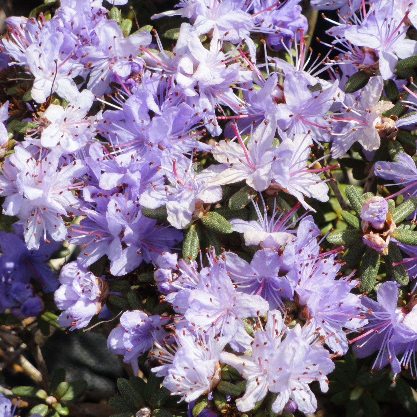 Rhododendron Impeditum (1L)