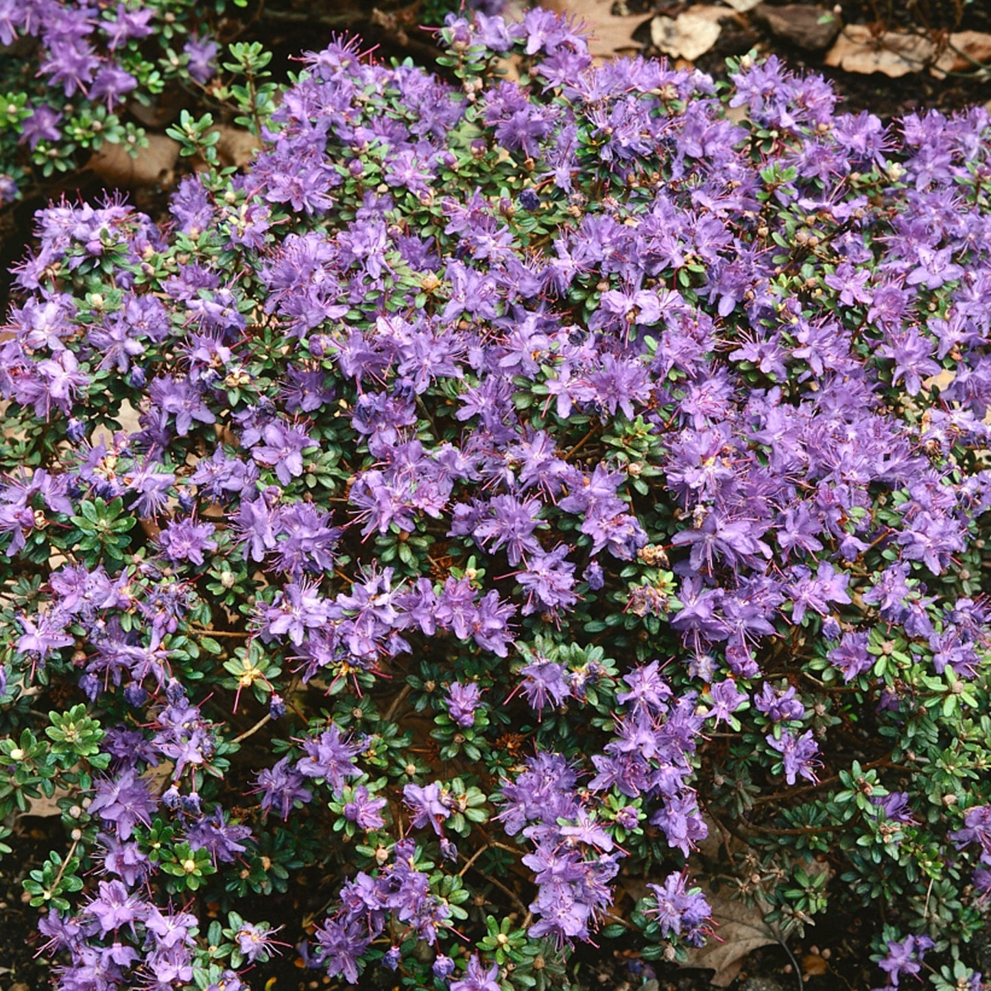 Rhododendron Impeditum (1L)