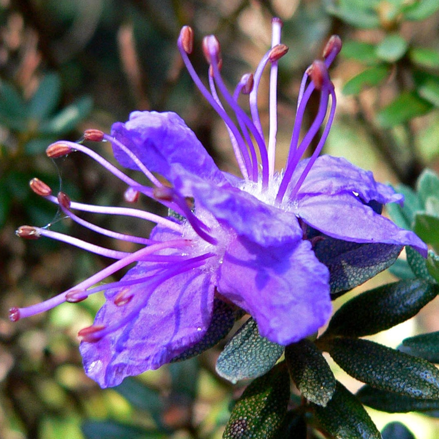 Rhododendron Impeditum (1L)