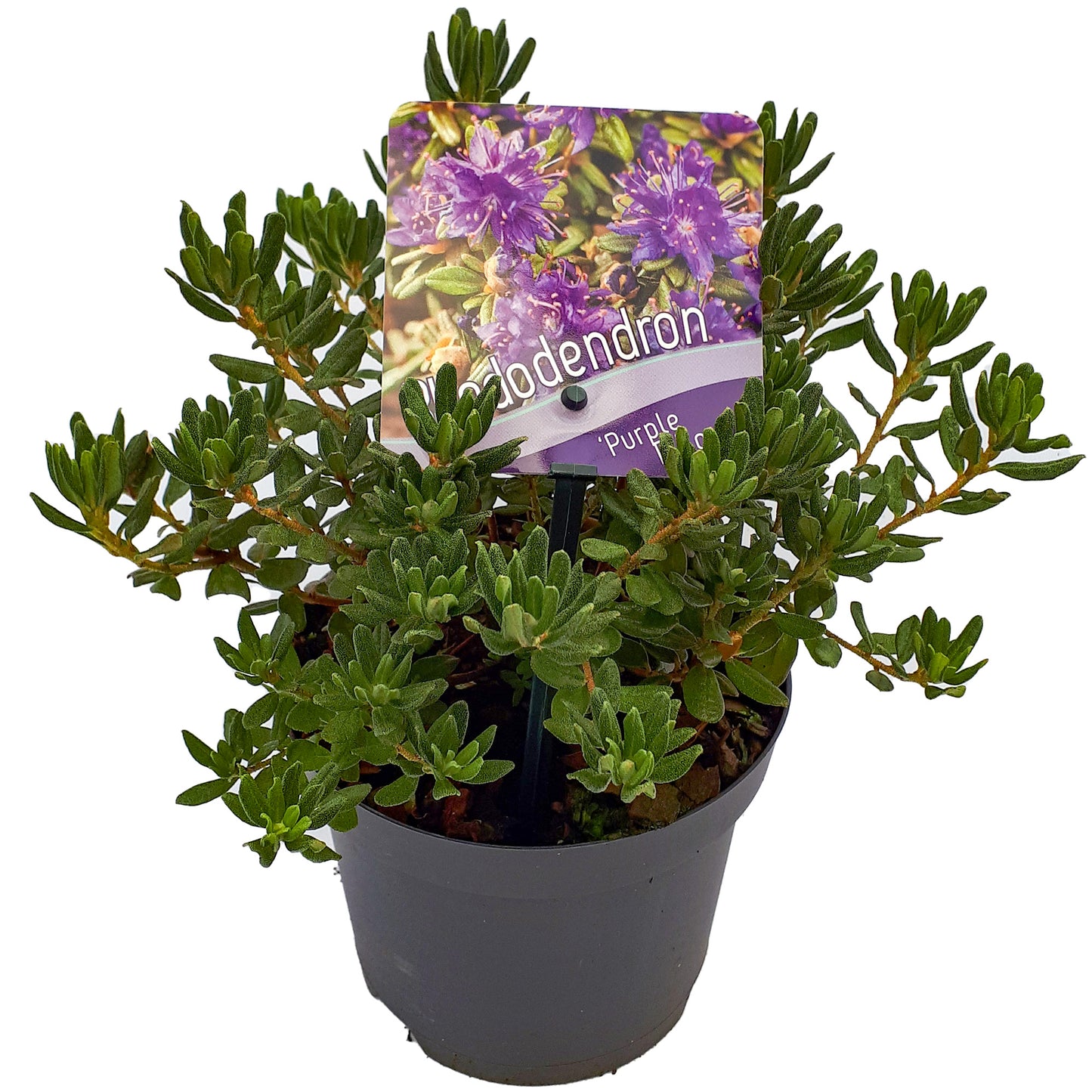 Rhododendron Purple Pillow (1L)