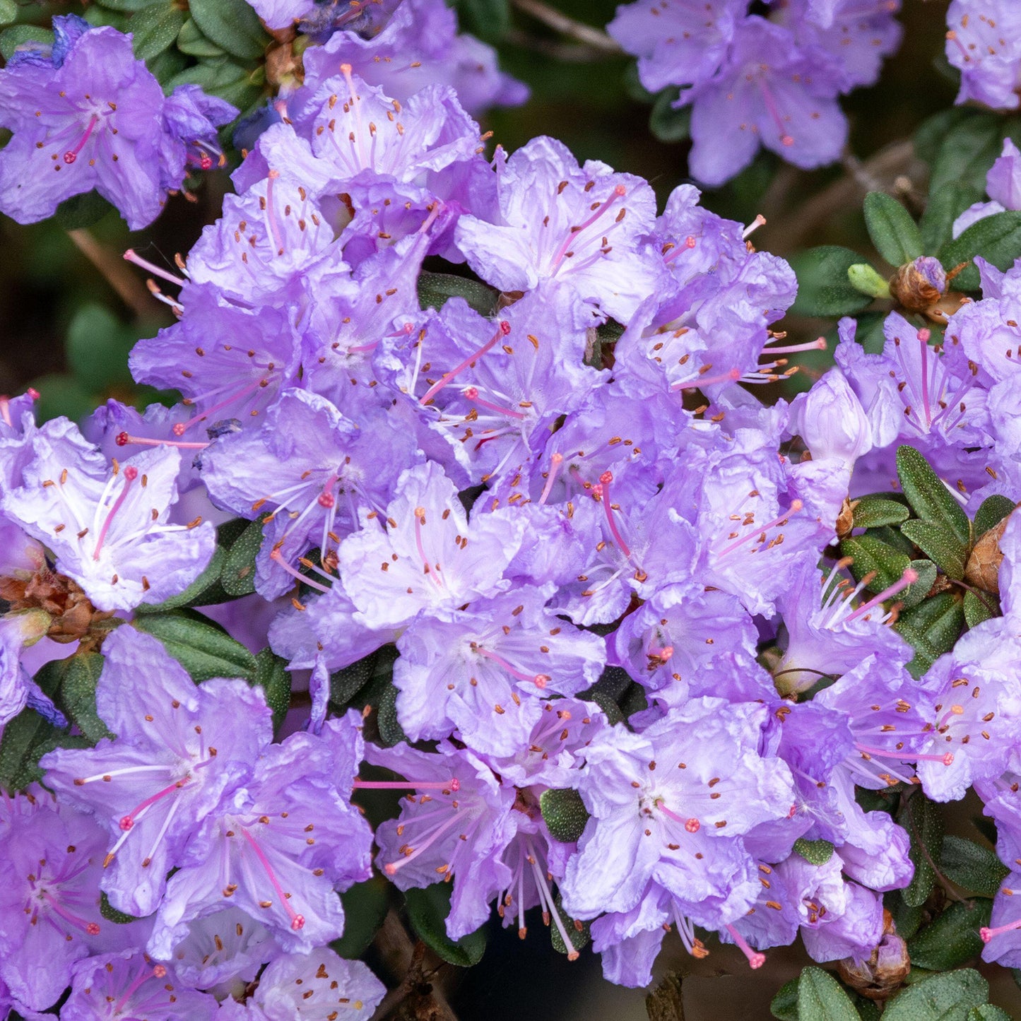 Rhododendron Ramapo (1L)