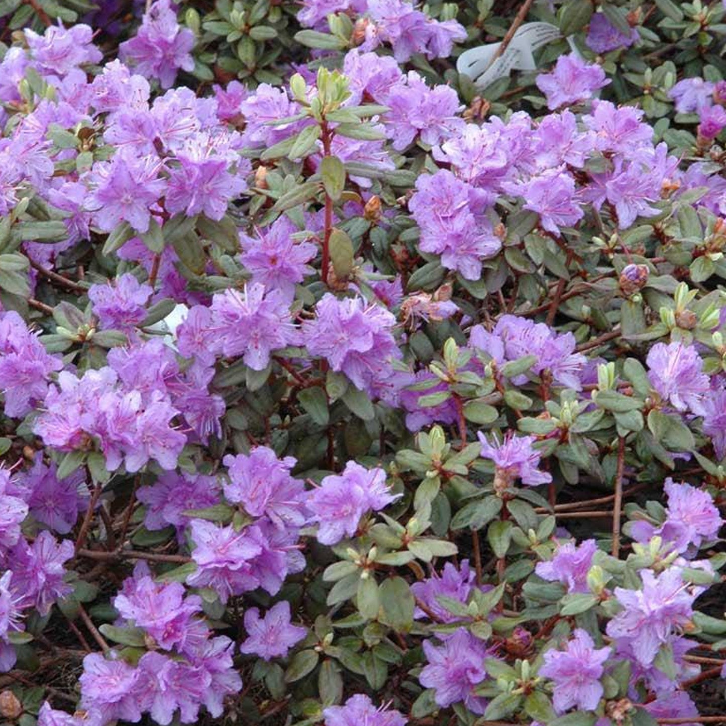 Rhododendron Ramapo (1L)