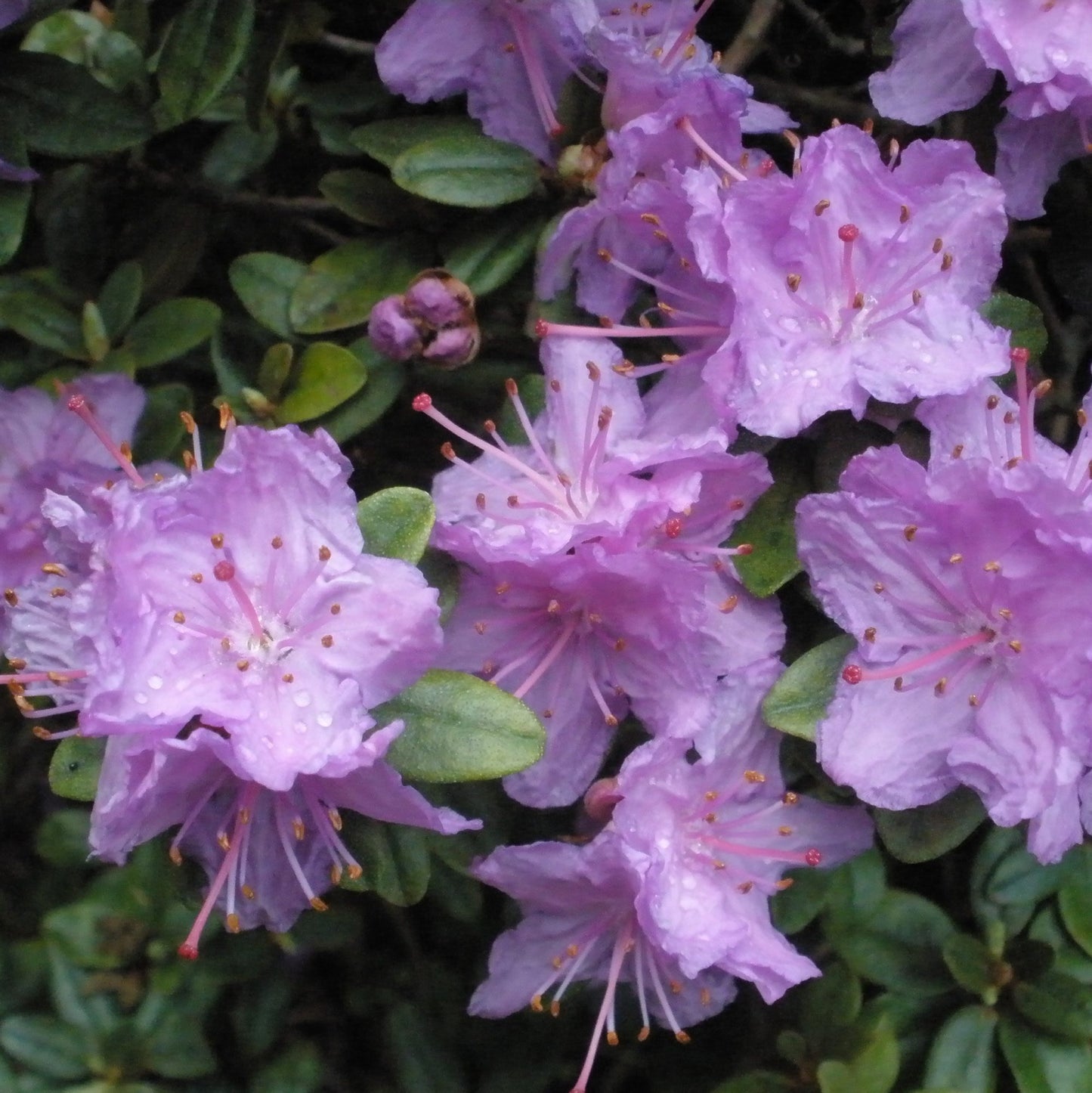 Rhododendron Ramapo (1L)