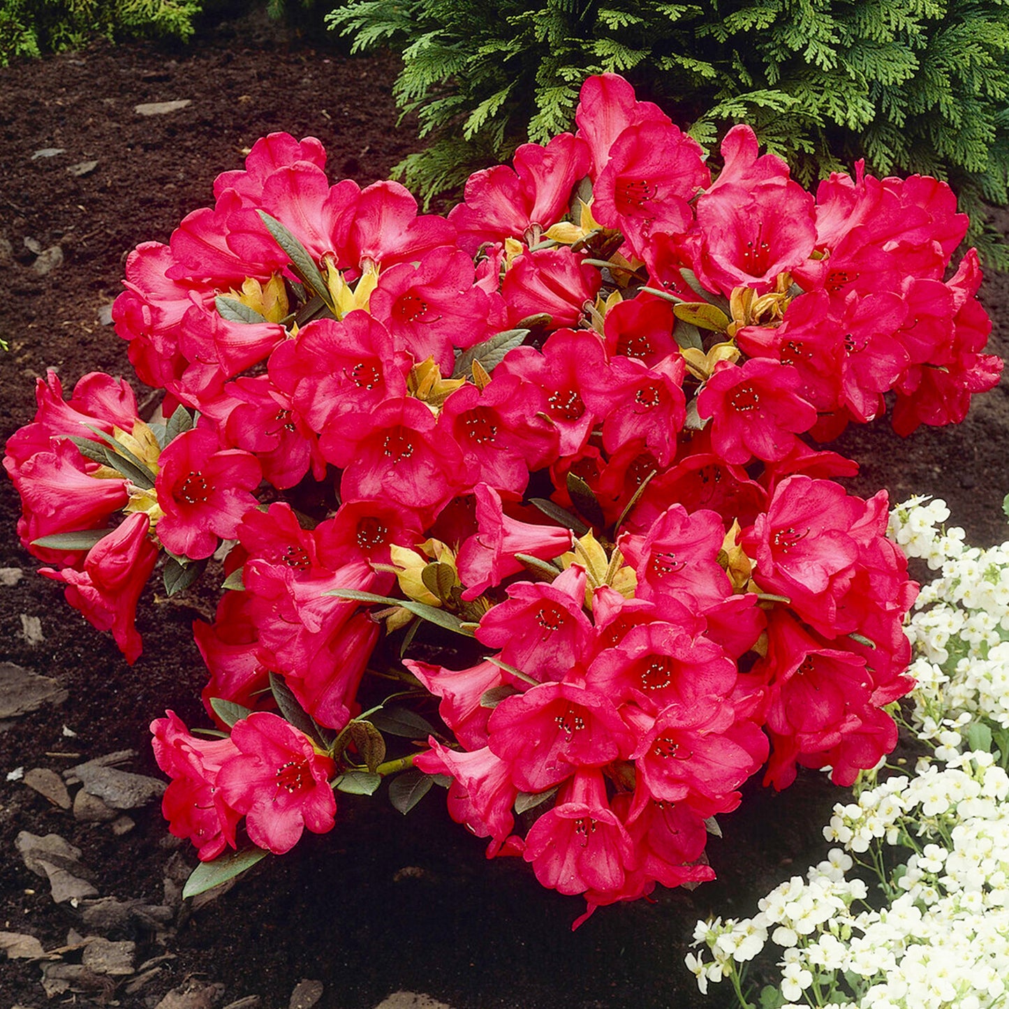 Rhododendron Scarlet Wonder (1L)