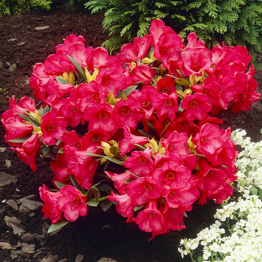 Rhododendron Scarlet Wonder (1L)