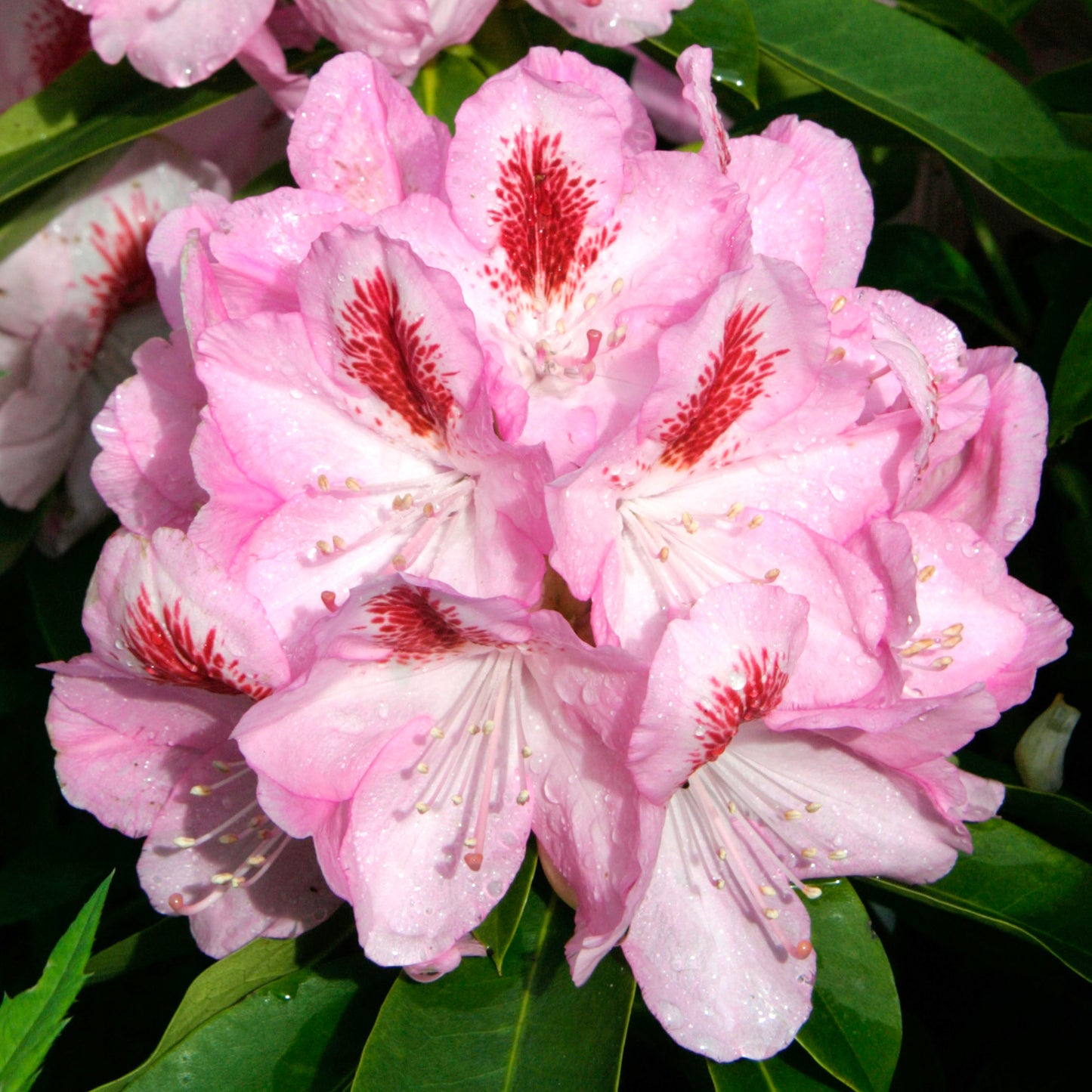 Rhododendron Furnivals Daughter