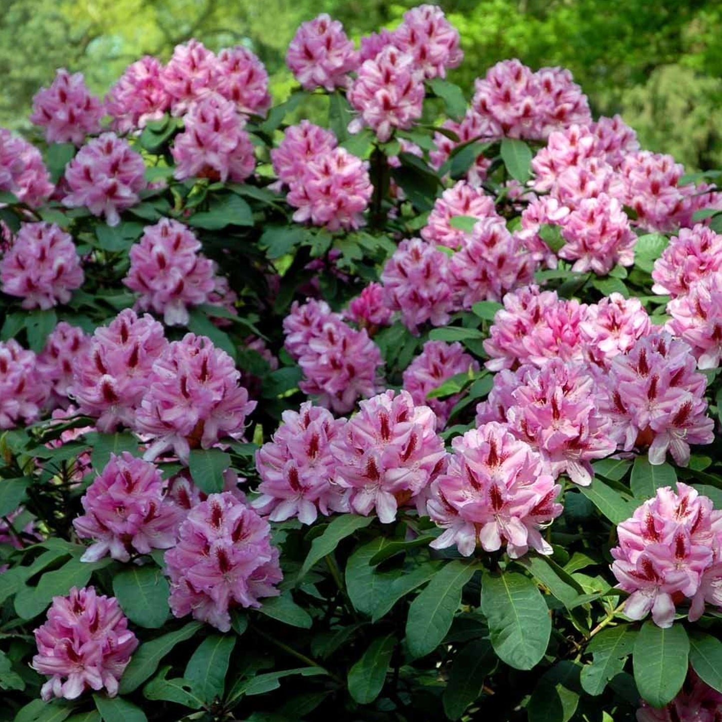 Rhododendron Furnivals Daughter