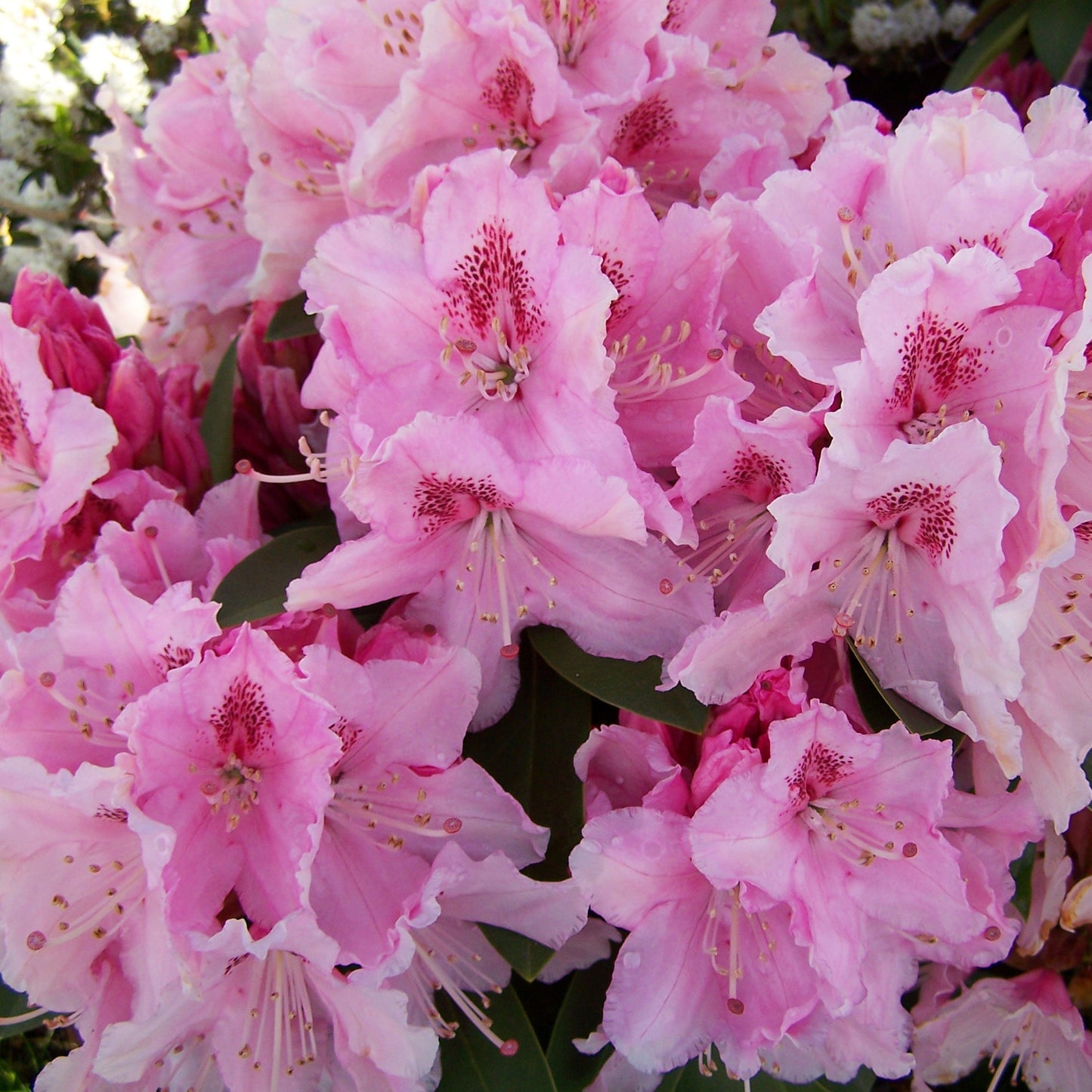 Rhododendron Furnivals Daughter