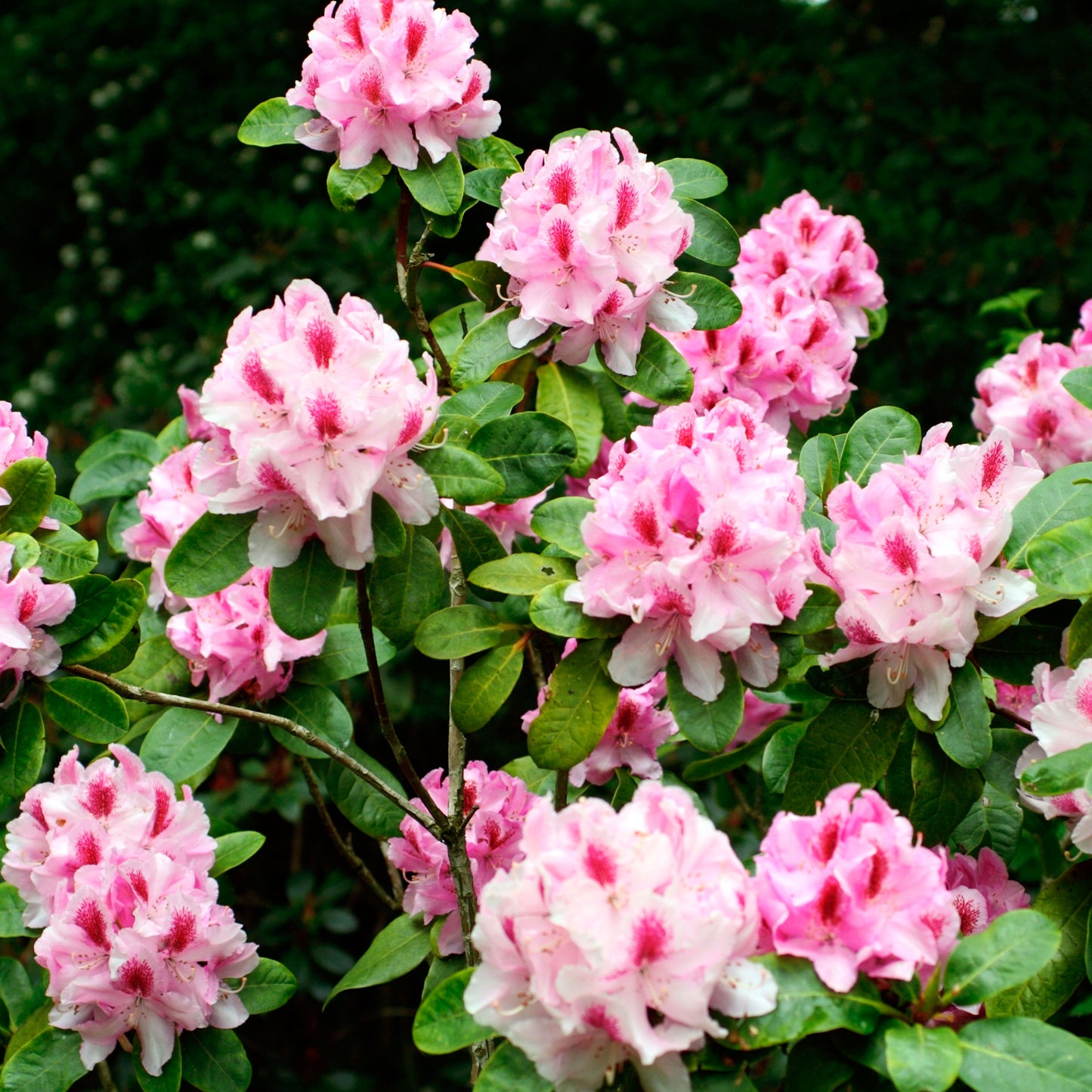 Rhododendron Furnivals Daughter