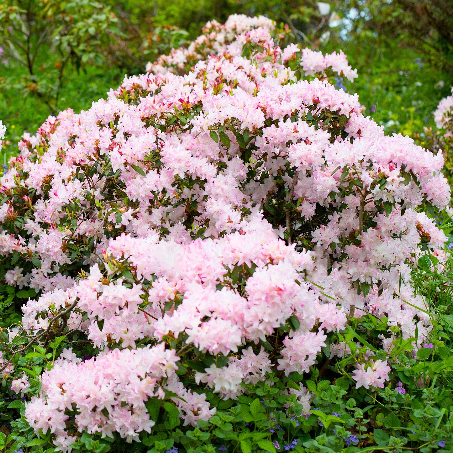 Rhododendron Ginny Gee (1L)