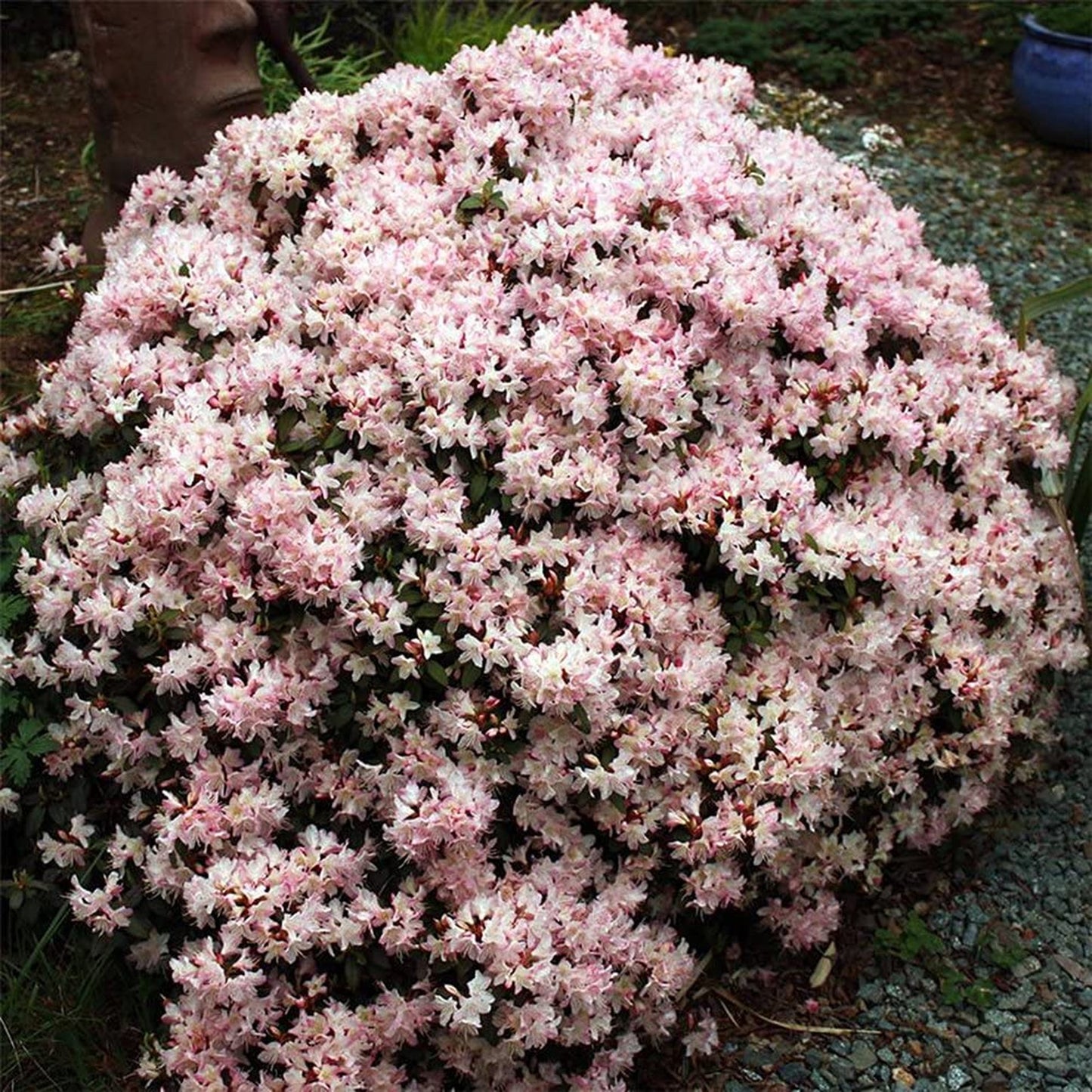 Rhododendron Ginny Gee (1L)