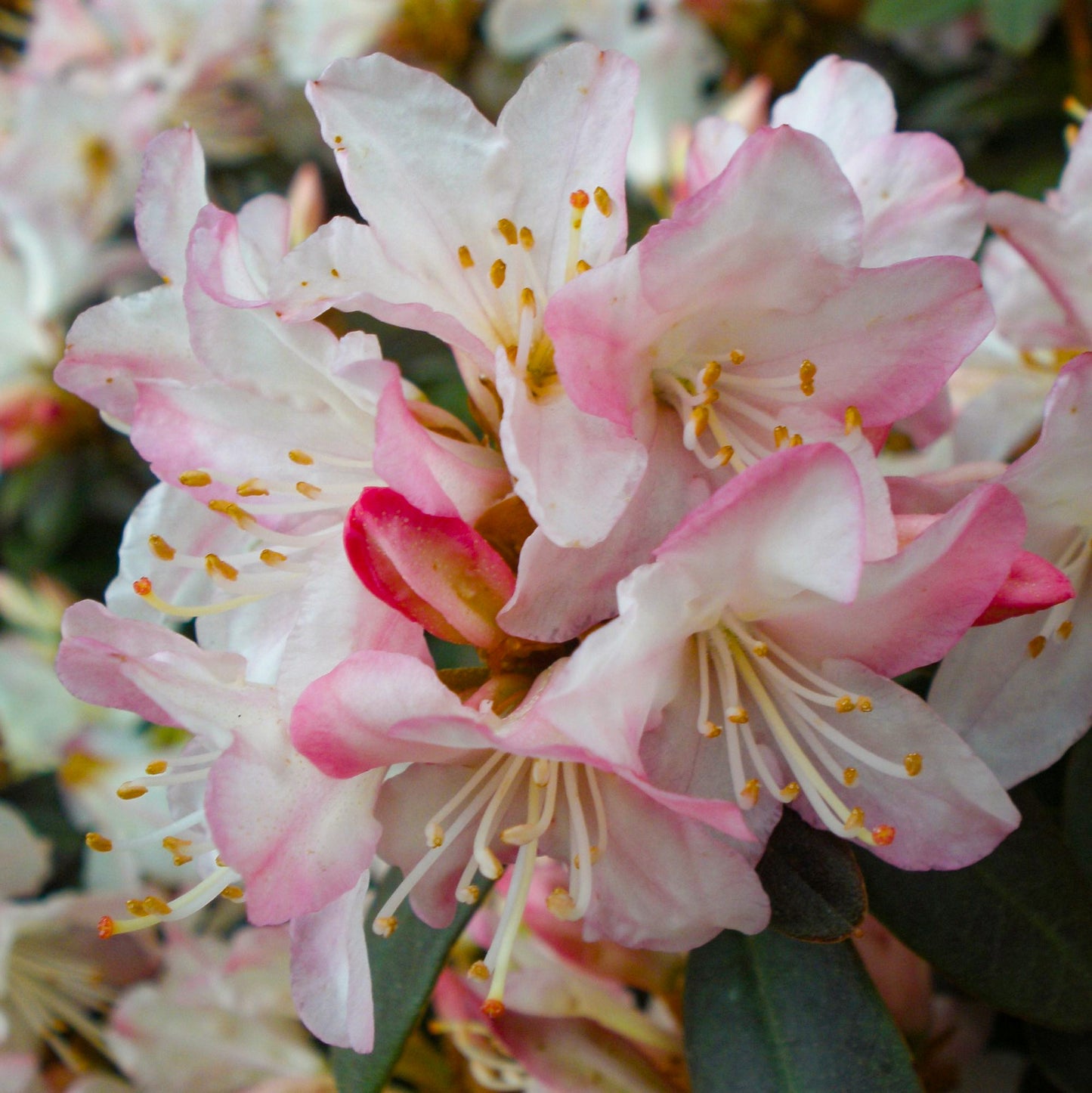 Rhododendron Ginny Gee (1L)