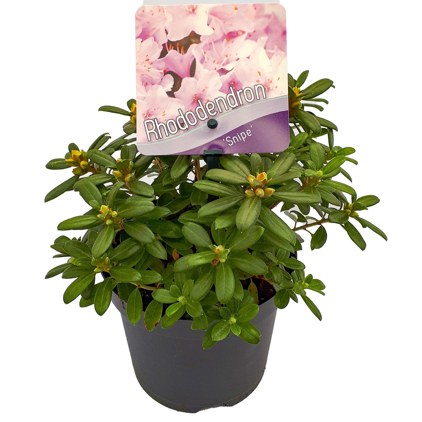 Rhododendron Snipe (1L)