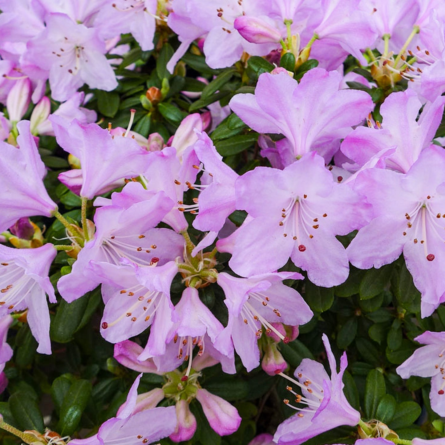 Rhododendron Snipe (1L)